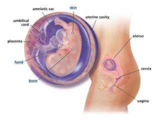 Normal fetal development - 11 weeks (Babycenter.com)